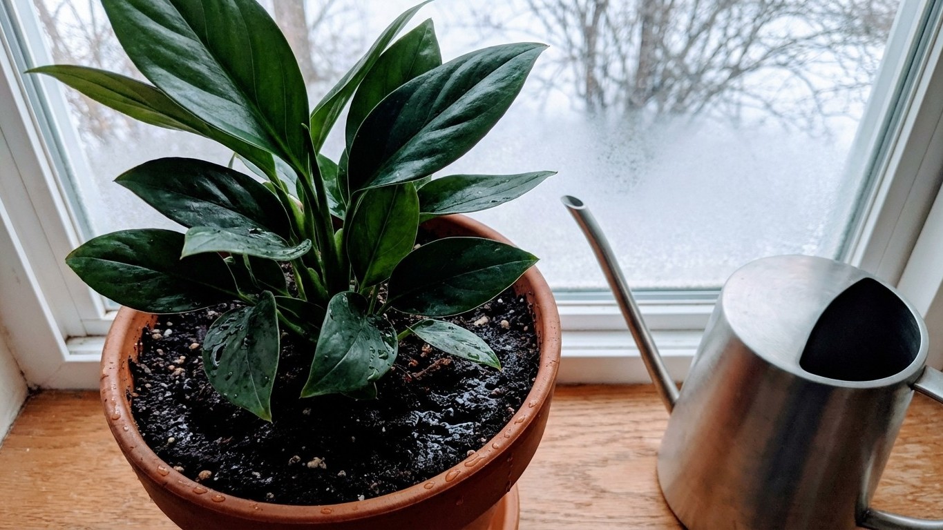 Arrosage en hiver : comment adapter la fréquence sans faire pourrir les racines