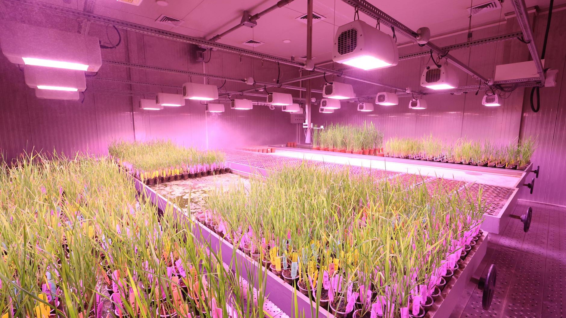 Mis plantas prosperan sin un rayo de sol: el secreto de las luces LED que revolucionan la jardinería de interior