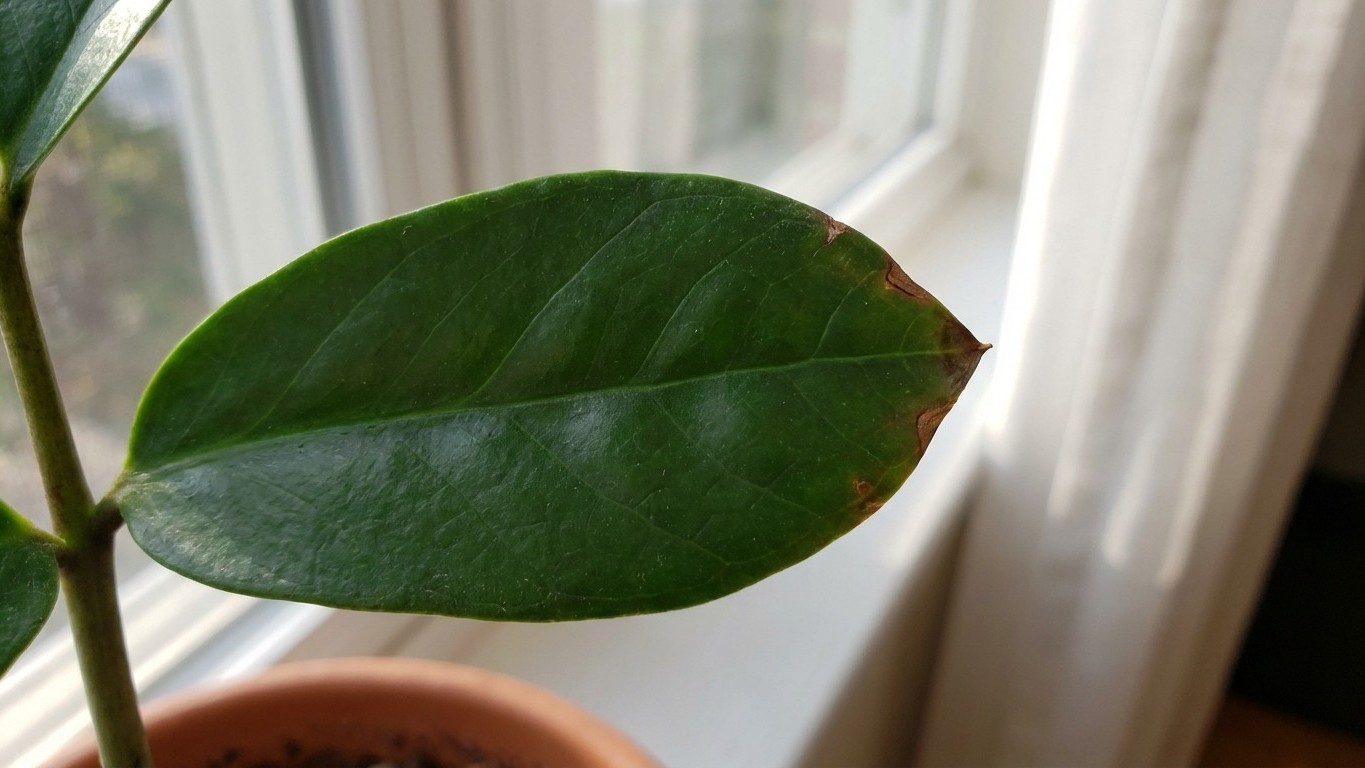 «Pensé que era normal»: la señal silenciosa en las hojas que revela que riegas demasiado