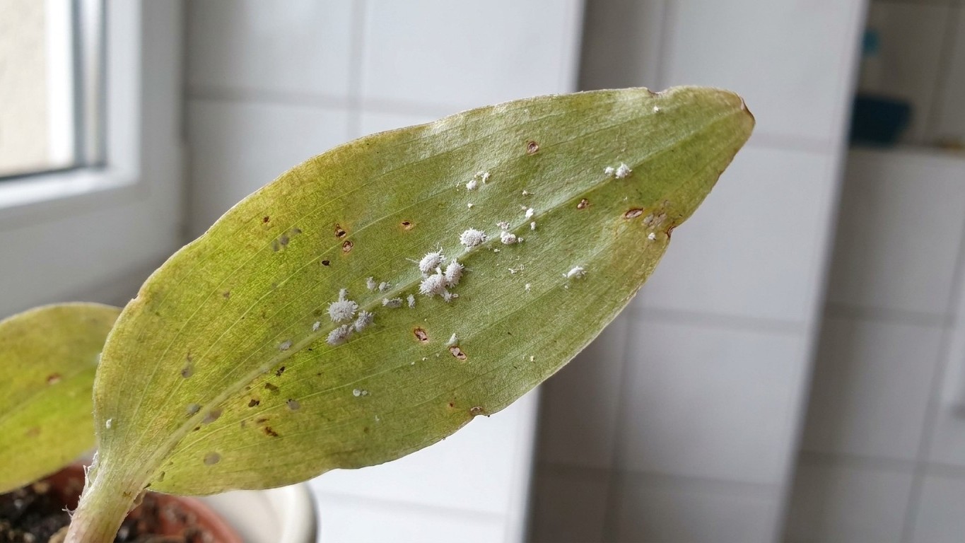 Abril te traiciona: por qué tu cinta en el baño sin ventana ya está infestada y cómo salvarlo