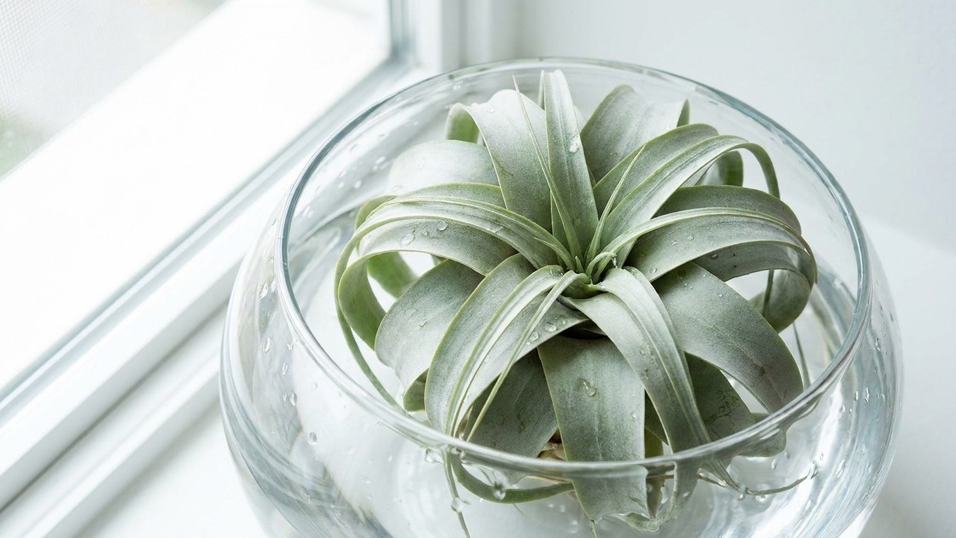 El spray que mata tus tillandsias: por qué el riego que todos recomiendan es un error silencioso