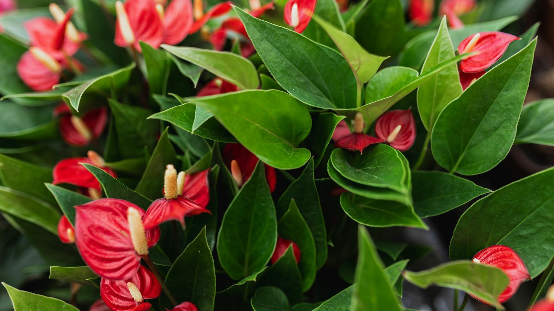 Tu anturio se vuelve verde: el error de la ventana que lo está matando lentamente
