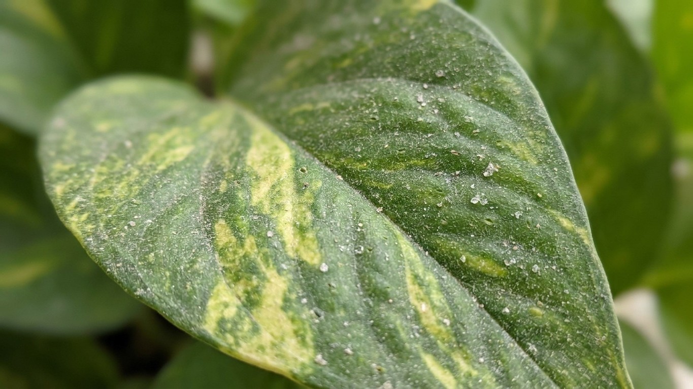 Mi poto se estaba asfixiando y no lo sabía: qué revela la lupa sobre tus plantas