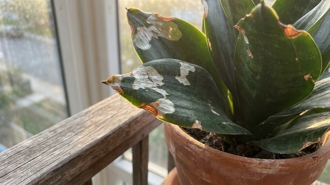 «Solo las saqué una mañana al balcón»: por qué tus plantas de interior amanecen blancas en 48 horas