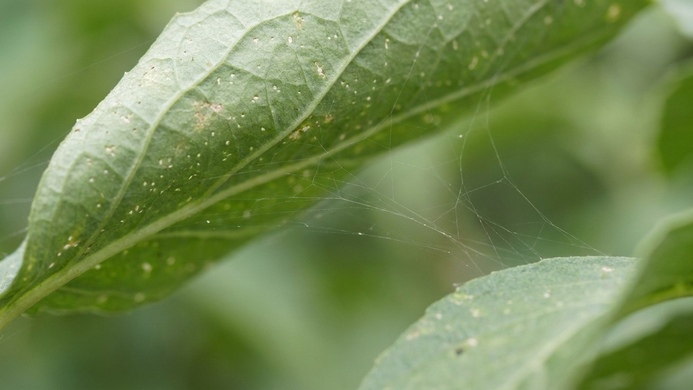 La araña roja te estaba matando las plantas: por qué no la veías en el anverso de las hojas
