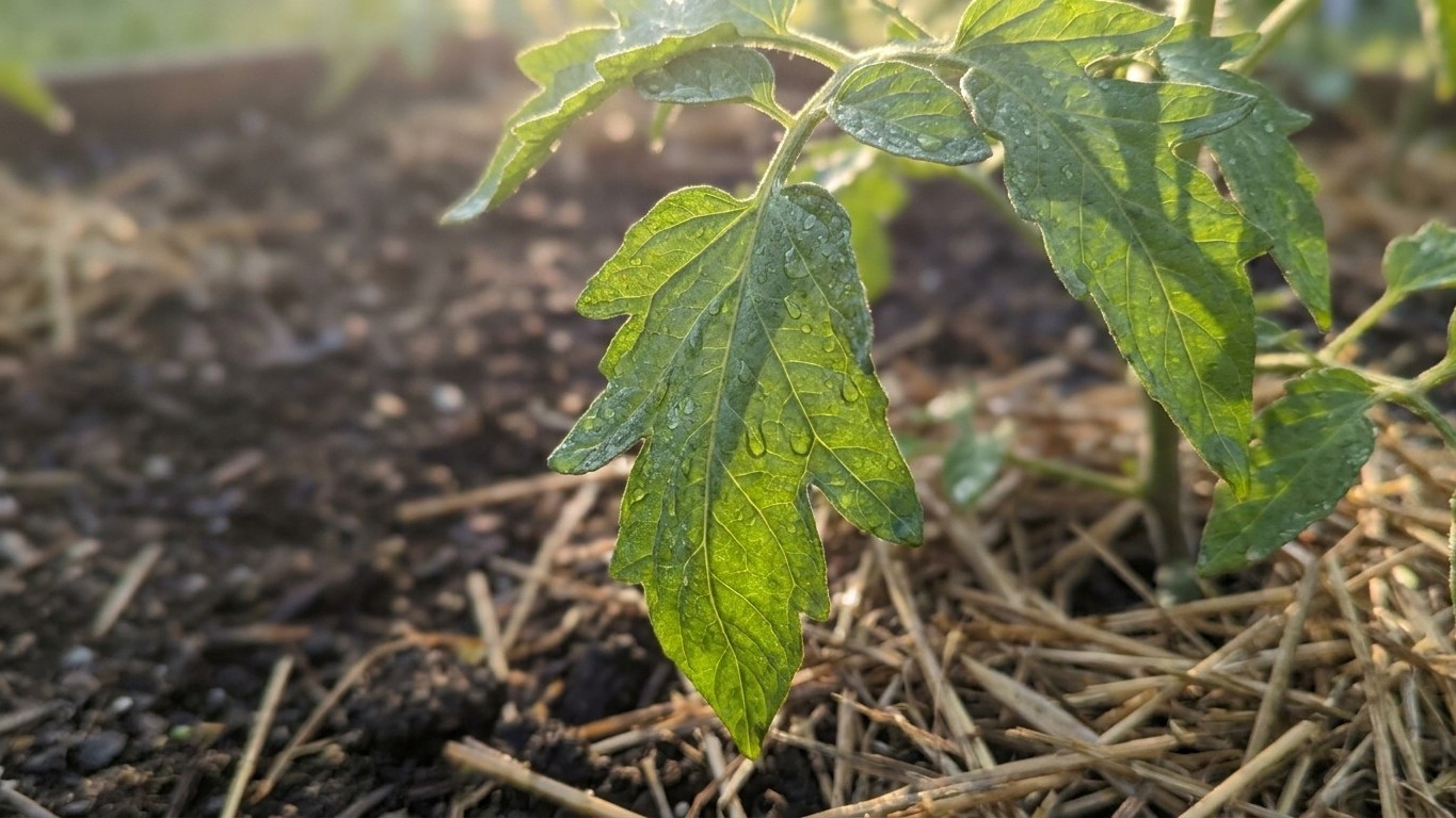 Regaba mis tomateras cada día y perdía todas las flores: el error que casi todos cometemos en verano