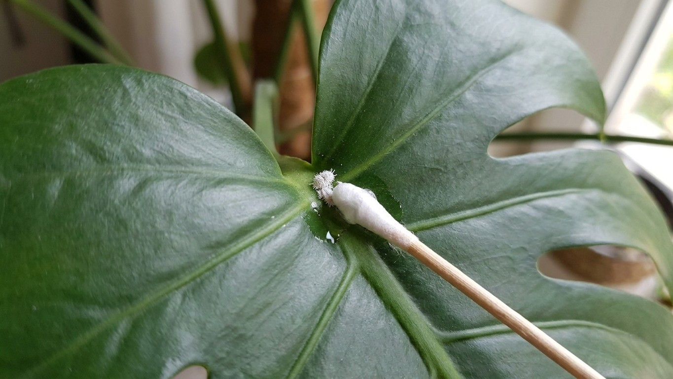 Nos empeñamos todos en frotar las hojas negras de la monstera, cuando este gesto con un bastoncillo al 70 % elimina la cau...